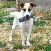 BAMBINO (m)