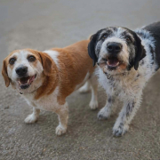 DOPPELPACK BANDI UND BÖBI (m)