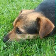 JALAPENO (m) AUF PFLEGESTELLE IN 52396 HEIMBACH